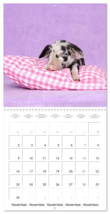 Produktbild: Sweet little piglets (Wall Calendar 2026 12 &times; 12 Inch) CALVENDO 12 Month Wall Calendar