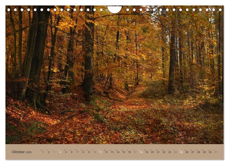 Produktbild: Unser Wald - Magische Sichten in norddeutsche W&auml;lder (Wandkalender 2026 DIN A4 quer), CALVENDO Monatskalender