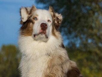 Produktbild: CALVENDO Puzzle Ein Motiv aus dem Kalender Bekannt wie ein bunter Hund. Australian Shepherd - Familienplaner hoch | 1000 Teile Lege-Gr&ouml;&szlig;e 64x48cm Foto
