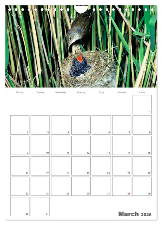 Produktbild: At the dawn of life the secret life of passerines (Wall Calendar 2026 DIN A4 portrait), CALVENDO 12 Month Wall Calendar