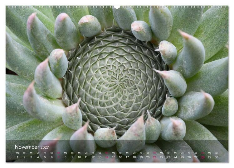 Produktbild: Sukkulenten in Haus und Garten (hochwertiger Premium Wandkalender 2027 DIN A2 quer), Kunstdruck in Hochglanz