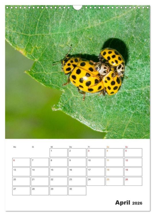 Produktbild: Kleines Gl&uuml;ck ganz gro&szlig;: Marienk&auml;fer! (Wandkalender 2026 DIN A3 hoch), CALVENDO Monatskalender
