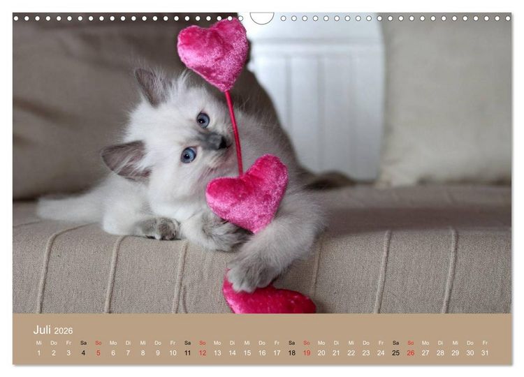 Produktbild: Verliebt in Ragdolls ... die sanfte Katzenrasse (Wandkalender 2026 DIN A3 quer), CALVENDO Monatskalender