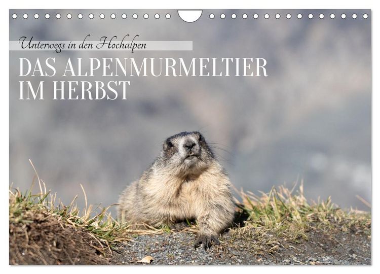 Produktbild: Unterwegs in den Hochalpen - Das Alpenmurmeltier im Herbst (Wandkalender 2026 DIN A4 quer), CALVENDO Monatskalender