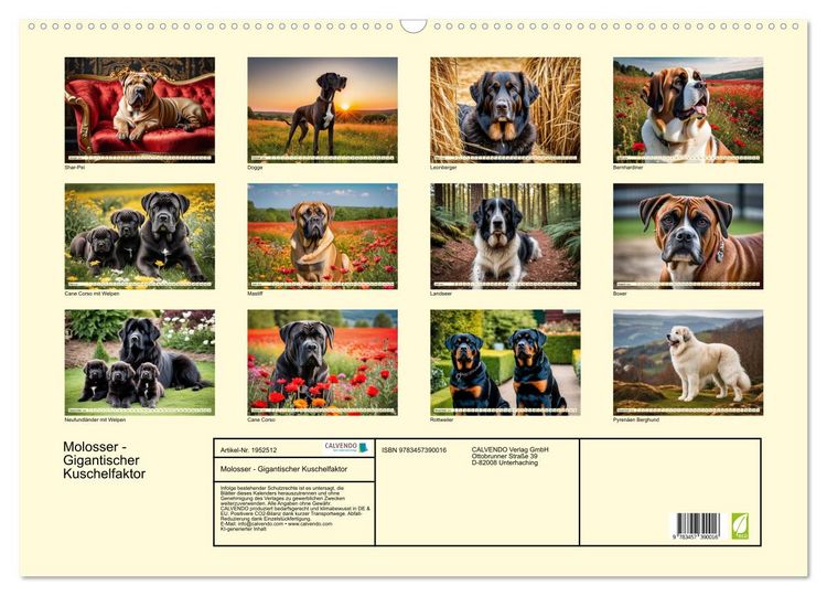 Produktbild: Molosser - Gigantischer Kuschelfaktor (Wandkalender 2026 DIN A2 quer), CALVENDO Monatskalender