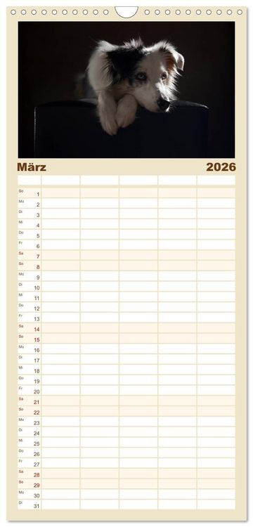 Produktbild: Familienplaner 2026 - Charmante Australian Shepherds mit 5 Spalten (Wandkalender, 21 x 45 cm) CALVENDO