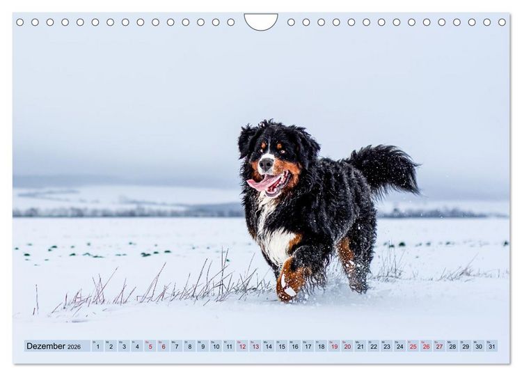 Produktbild: Berner Sennenhunde - Mit jedem Blick ein St&uuml;ck Geborgenheit (Wandkalender 2026 DIN A4 quer), CALVENDO Monatskalender