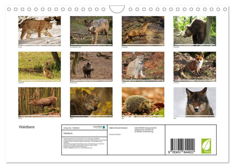 Produktbild: Waldtiere (Wandkalender 2026 DIN A4 quer), CALVENDO Monatskalender