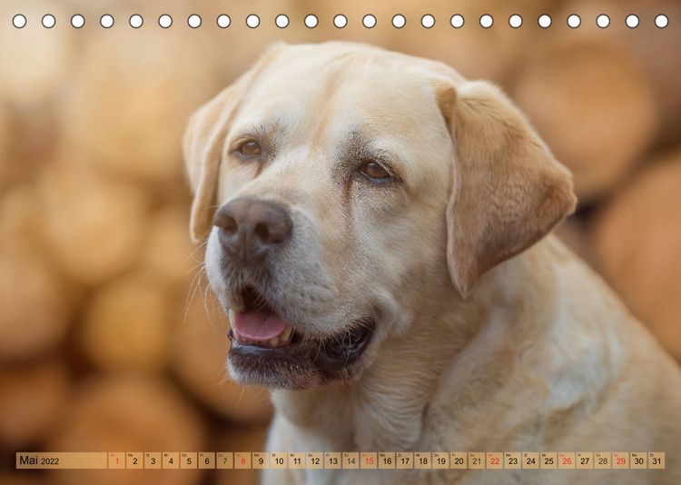 Produktbild: Boxerh&uuml;ndin Paula and Friends (Tischkalender 2022 DIN A5 quer)