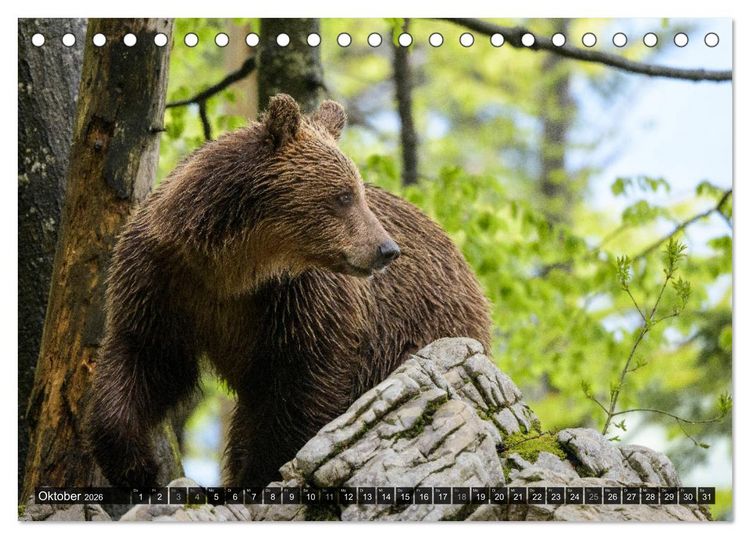 Produktbild: Braunb&auml;ren in Europa (Tischkalender 2026 DIN A5 quer), CALVENDO Monatskalender