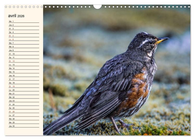 Produktbild: Notre nature sauvage, les passereaux d'Europe (Calendrier mural 2026 DIN A3 vertical), CALVENDO calendrier mensuel