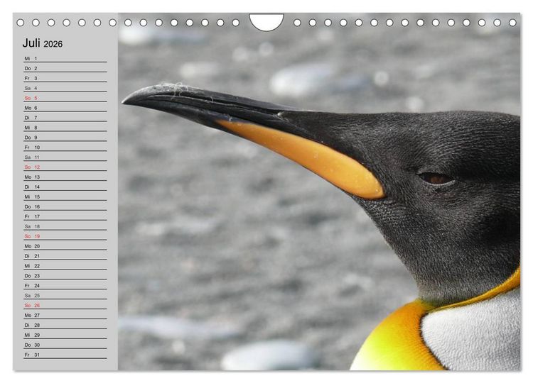 Produktbild: Pinguine - Watscheln im festlichen Kleid (Wandkalender 2026 DIN A4 quer), CALVENDO Monatskalender