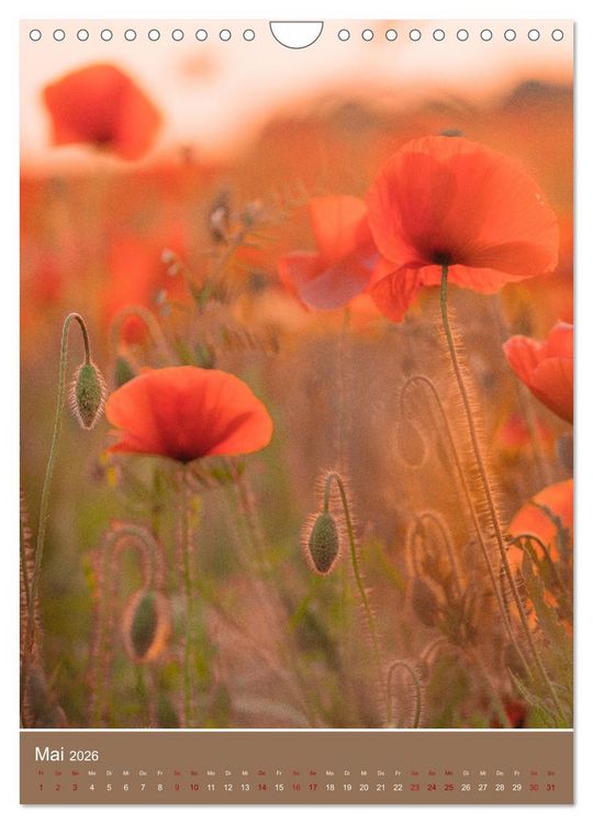 Produktbild: Mohnblumen - kraftvoll und zart (Wandkalender 2026 DIN A4 hoch), CALVENDO Monatskalender