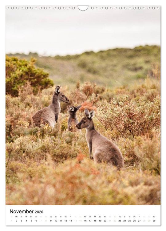 Produktbild: australian animals (Wandkalender 2026 DIN A3 hoch), CALVENDO Monatskalender