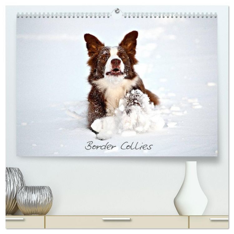 Produktbild: Border Collies (hochwertiger Premium Wandkalender 2026 DIN A2 quer), Kunstdruck in Hochglanz
