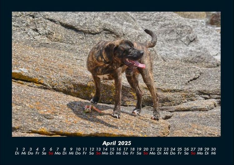 Produktbild: Hundezauber 2025 Fotokalender DIN A4