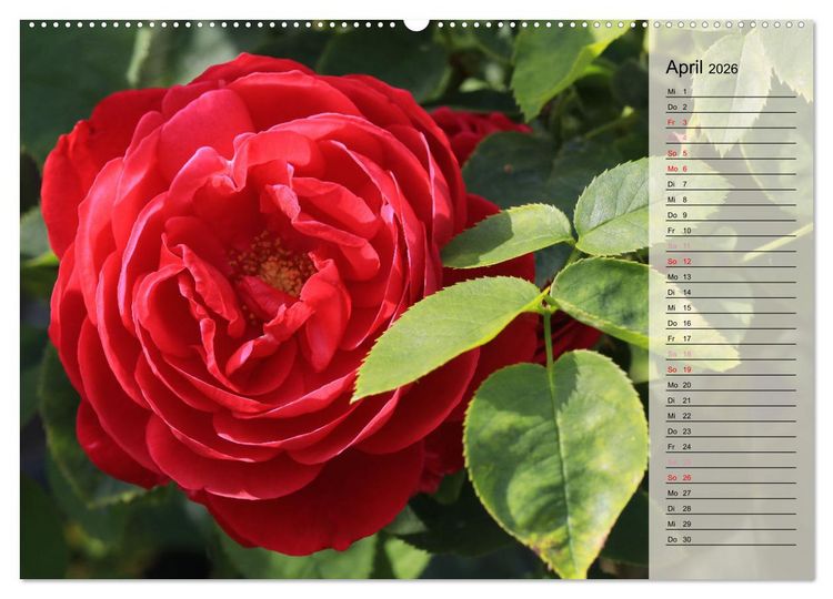 Produktbild: Rosensommer (hochwertiger Premium Wandkalender 2026 DIN A2 quer), Kunstdruck in Hochglanz