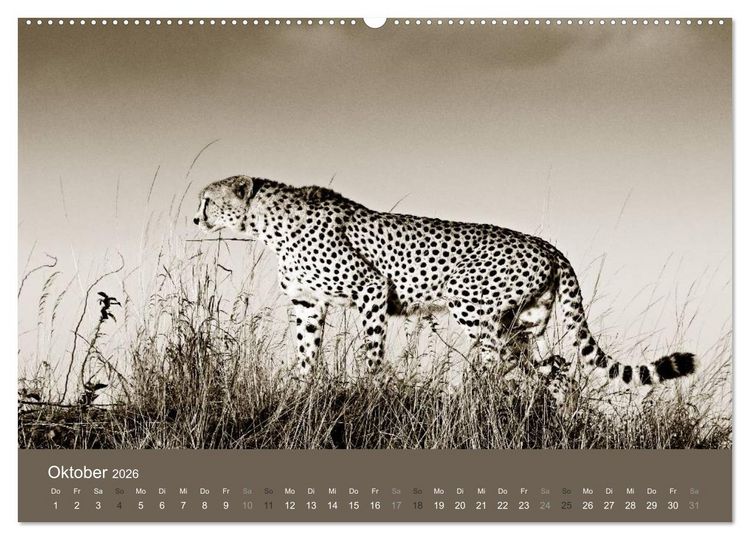 Produktbild: Wildes Afrika (hochwertiger Premium Wandkalender 2026 DIN A2 quer), Kunstdruck in Hochglanz