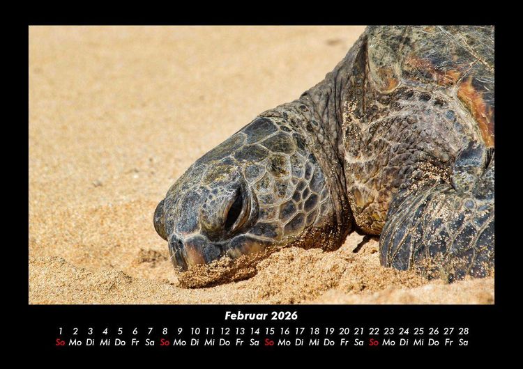 Produktbild: Schildkr&ouml;tenzauber 2026 Fotokalender DIN A3