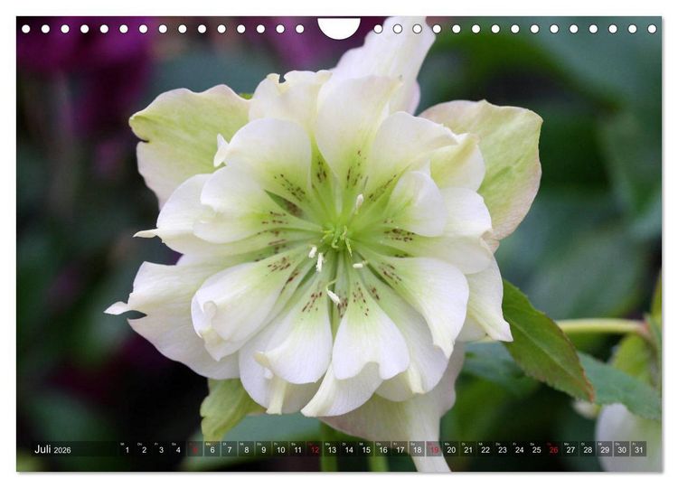 Produktbild: Christrosen (Wandkalender 2026 DIN A4 quer), CALVENDO Monatskalender