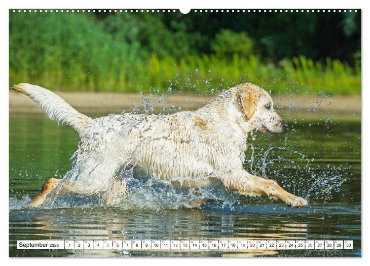 Produktbild: Freund auf 4 Pfoten - Labrador Retriever (Wandkalender 2026 DIN A2 quer), CALVENDO Monatskalender