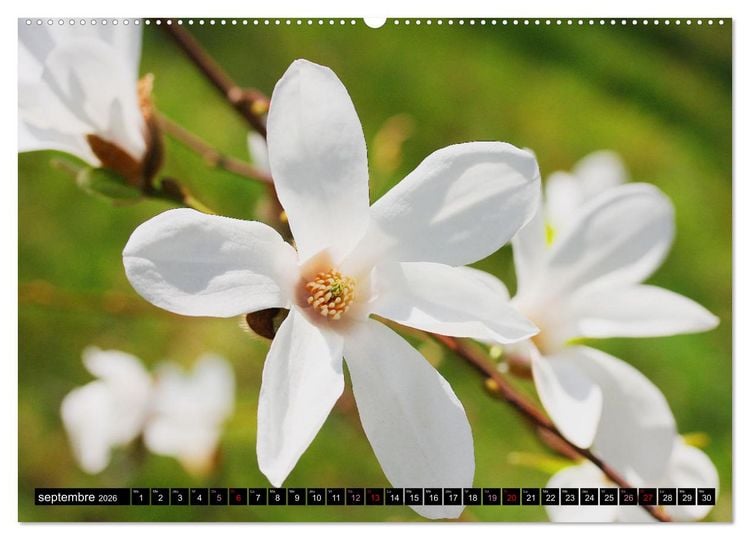 Produktbild: Magnolias en fleur (Calendrier mural 2026 DIN A2 vertical), CALVENDO calendrier mensuel