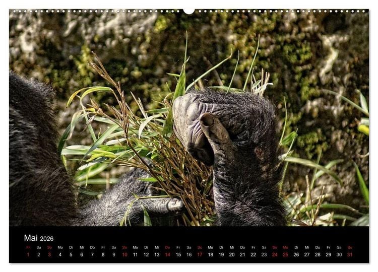 Produktbild: Gorillas - Die sanften Wilden (hochwertiger Premium Wandkalender 2026 DIN A2 quer), Kunstdruck in Hochglanz