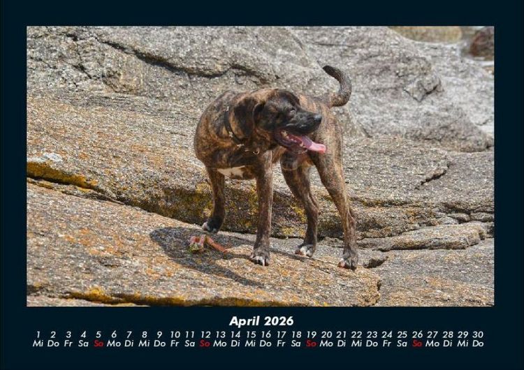 Produktbild: Hundezauber 2026 Fotokalender DIN A4