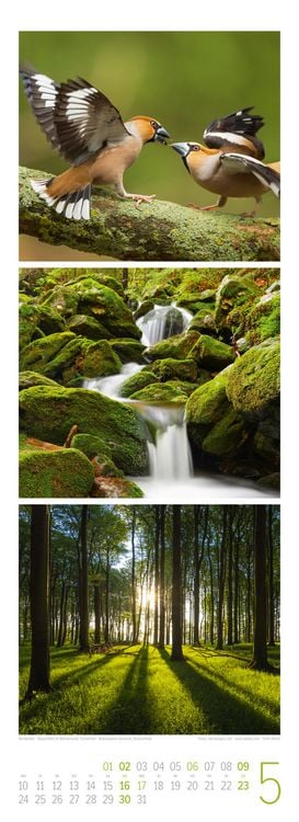 Produktbild: Waldleben Triplet-Kalender 2027 | Spaziergang durch heimische W&auml;lder