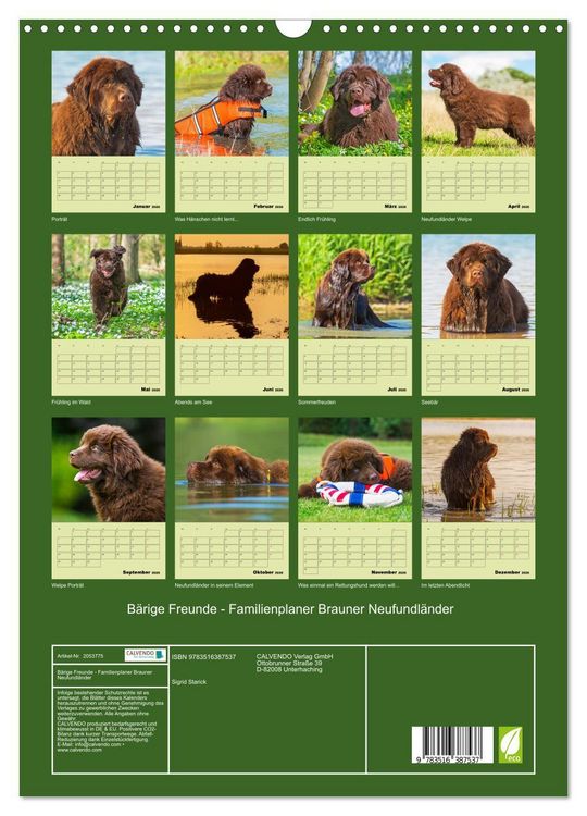 Produktbild: B&auml;rige Freunde - Familienplaner Brauner Neufundl&auml;nder (Wandkalender 2026 DIN A3 hoch), CALVENDO Monatskalender