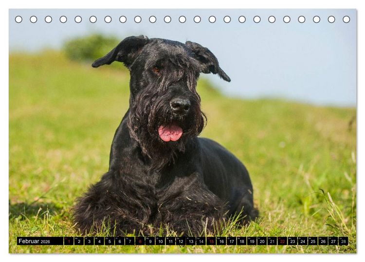 Produktbild: Treuer Freund Riesenschnauzer (Tischkalender 2026 DIN A5 quer), CALVENDO Monatskalender