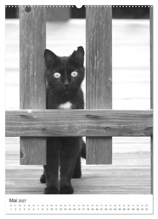Produktbild: Wilde Katzen - Korsikas Samtpfoten (Wandkalender 2027 DIN A2 hoch), CALVENDO Monatskalender