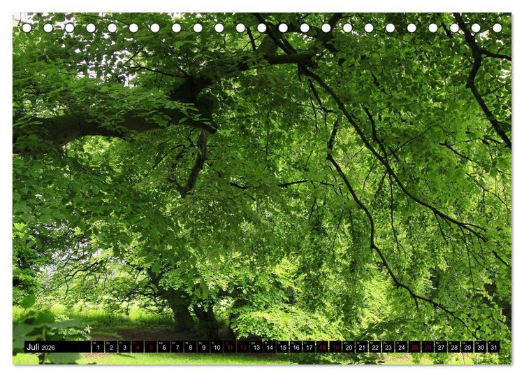 Produktbild: Die S&uuml;ntelbuchenallee (Tischkalender 2026 DIN A5 quer), CALVENDO Monatskalender