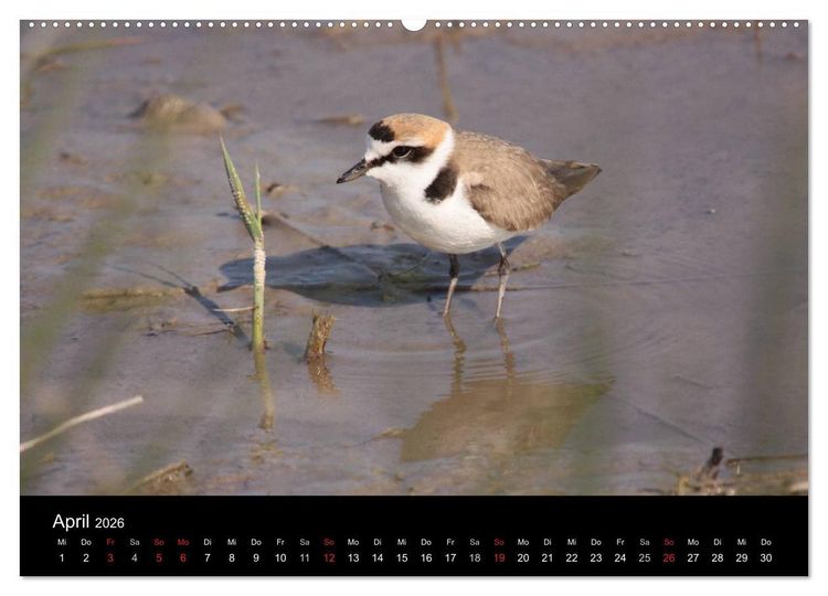 Produktbild: Limikolen Watv&ouml;gel auf dem Zug (hochwertiger Premium Wandkalender 2026 DIN A2 quer), Kunstdruck in Hochglanz