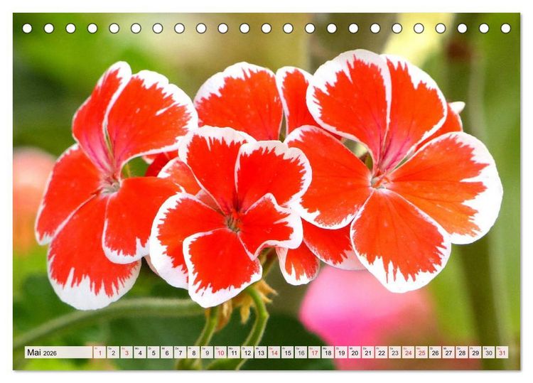Produktbild: Pelargonien. Die Klassiker unter den Bl&uuml;hwundern (Tischkalender 2026 DIN A5 quer), CALVENDO Monatskalender