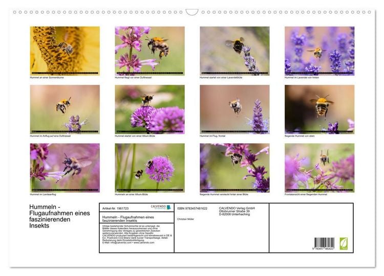 Produktbild: Hummeln - Flugaufnahmen eines faszinierenden Insekts (Wandkalender 2026 DIN A2 quer), CALVENDO Monatskalender