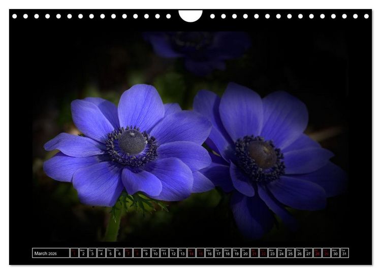 Produktbild: Mysterious plant portraits (Wall Calendar 2026 DIN A4 landscape), CALVENDO 12 Month Wall Calendar