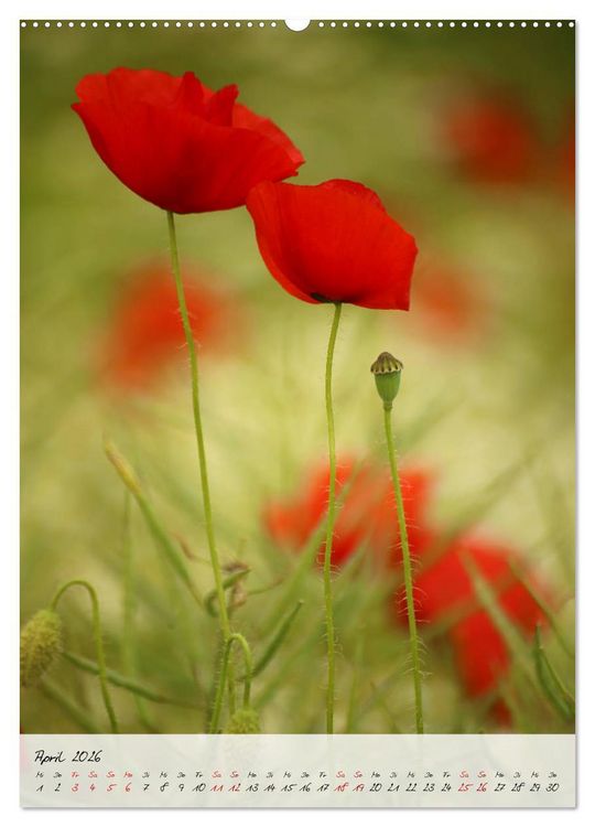 Produktbild: Florale Meisterwerke der Natur (hochwertiger Premium Wandkalender 2026 DIN A2 hoch), Kunstdruck in Hochglanz