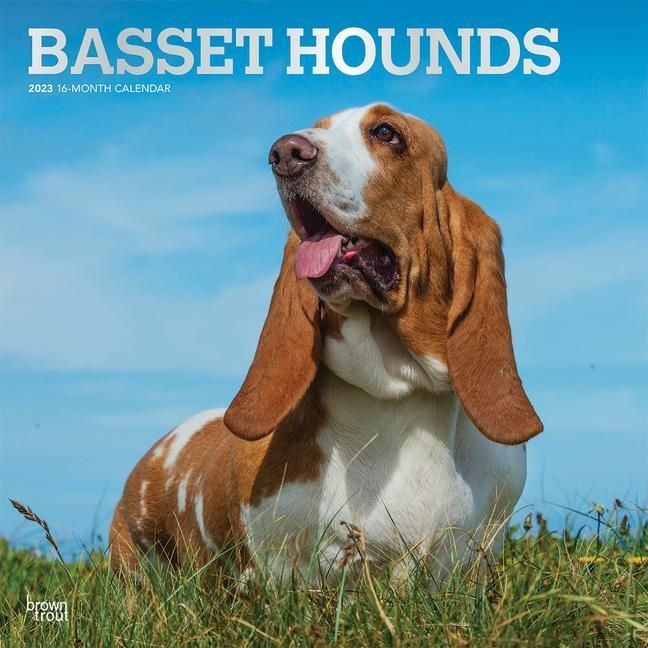 Produktbild: Basset Hounds 2023 Square Foil