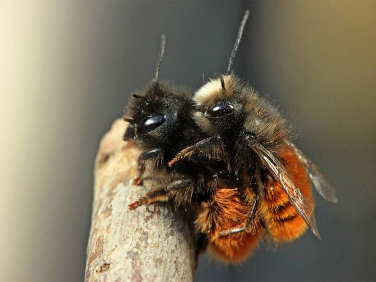 Produktbild: CALVENDO Puzzle Geh&ouml;rnte Mauerbienen (Osmia cornuta) bei der Paarung | 1000 Teile Lege-Gr&ouml;&szlig;e 64x48cm Foto-Puzzle f&uuml;r gl&uuml;ckliche Stunden
