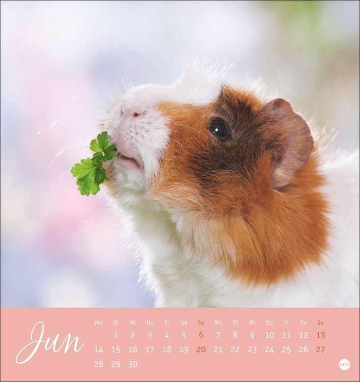Produktbild: Kuschelige Meerschweinchen Postkartenkalender 2027