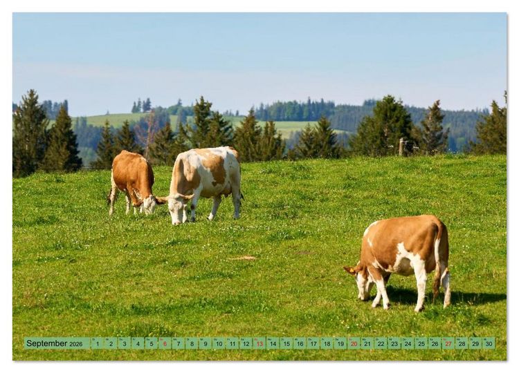 Produktbild: Voll kuhl - der Kuhkalender mit K&uuml;hen aus dem Allg&auml;u (hochwertiger Premium Wandkalender 2026 DIN A2 quer), Kunstdruck in Hochglanz