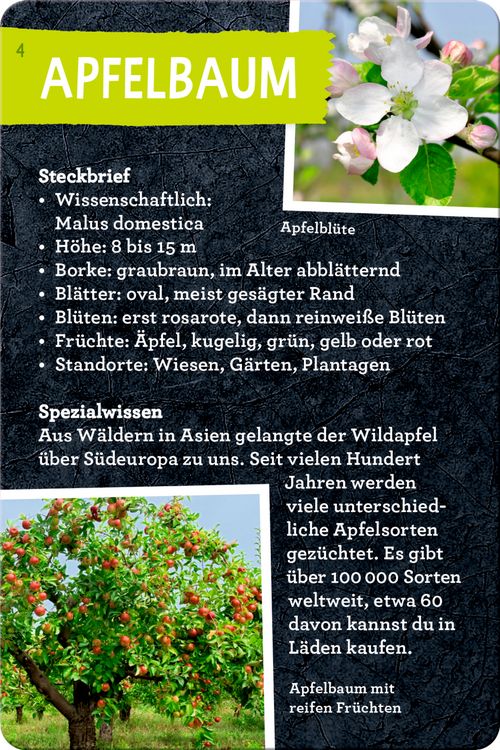 Produktbild: 50 B&auml;ume kennen & erleben