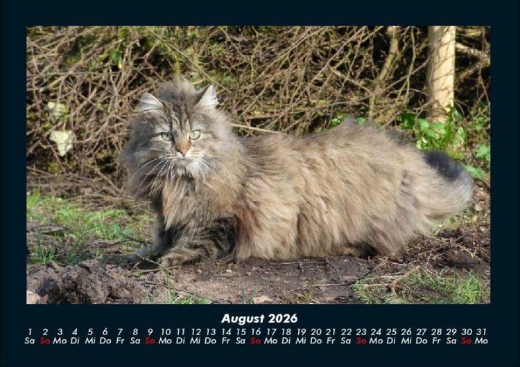 Produktbild: F&uuml;r Katzenfreunde 2026 Fotokalender DIN A4