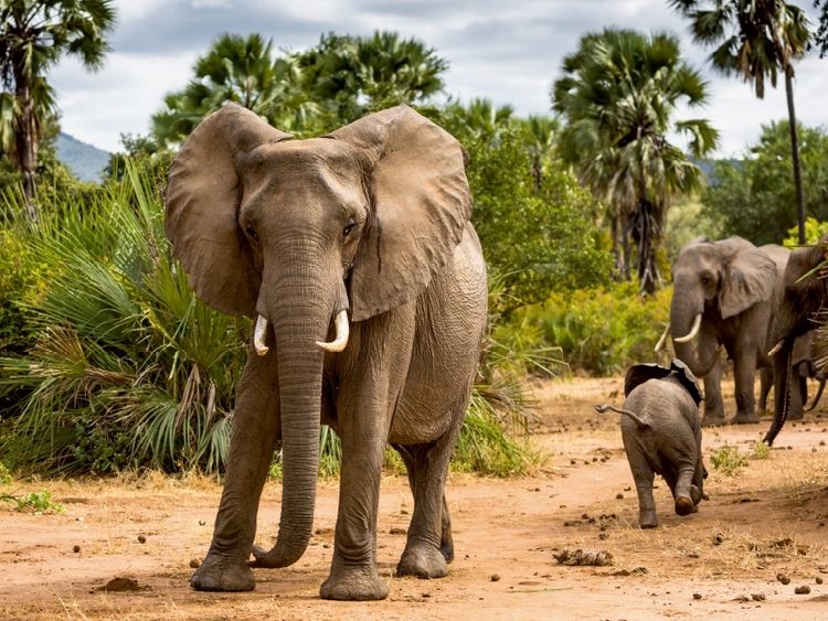 Produktbild: CALVENDO Puzzle Abenteuer Sambia: Elefant mit Jungtier im Lower Zambezi National Park | 1000 Teile Lege-Gr&ouml;&szlig;e 64x48cm Foto-Puzzle f&uuml;r gl&uuml;ckliche Stunden