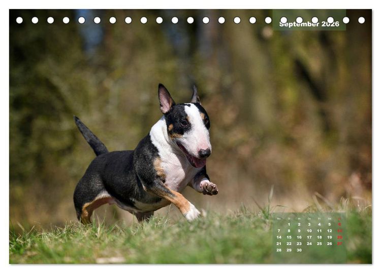 Produktbild: Typisch Bullterrier (Tischkalender 2026 DIN A5 quer), CALVENDO Monatskalender