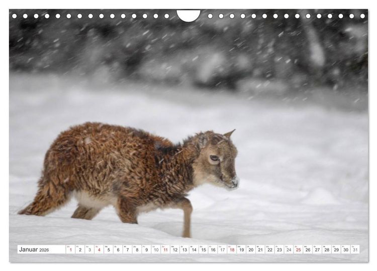 Produktbild: Emotionale Momente: Muffelwild. (Wandkalender 2026 DIN A4 quer), CALVENDO Monatskalender