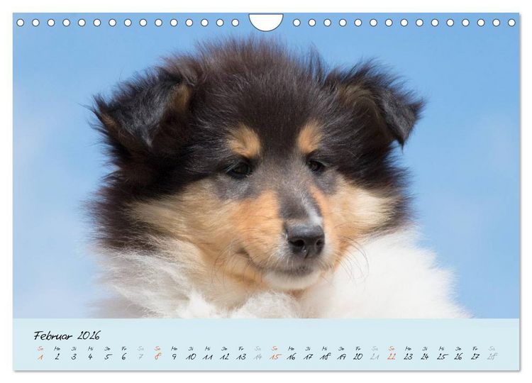 Produktbild: Collie Welpen zum Verlieben (Wandkalender 2026 DIN A4 quer), CALVENDO Monatskalender