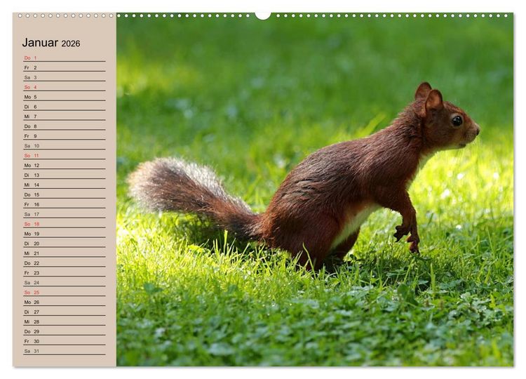 Produktbild: Eichh&ouml;rnchen. Wo sind blo&szlig; die N&uuml;sse? (hochwertiger Premium Wandkalender 2026 DIN A2 quer), Kunstdruck in Hochglanz