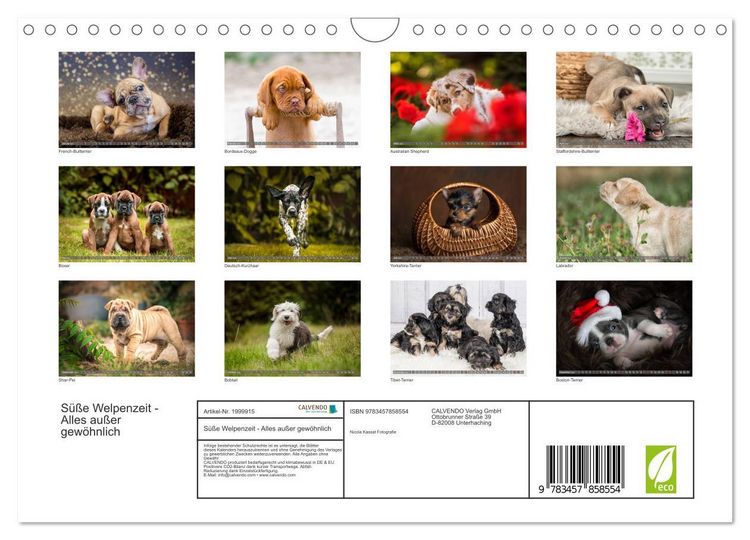 Produktbild: S&uuml;&szlig;e Welpenzeit - Alles au&szlig;er gew&ouml;hnlich (Wandkalender 2026 DIN A4 quer), CALVENDO Monatskalender